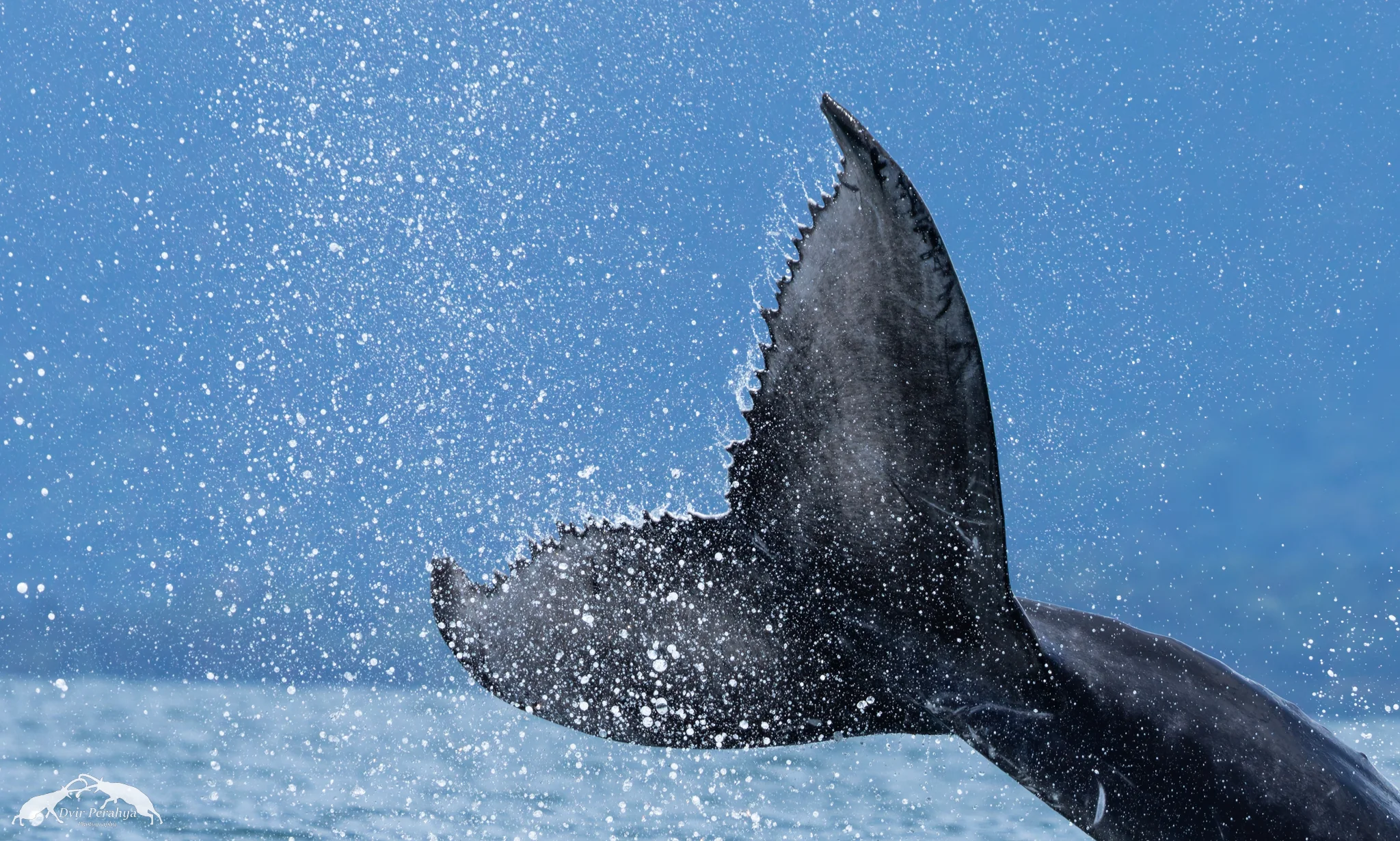 Humpback, Uvita
